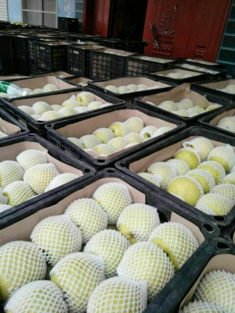砀山梨300~350g纸箱