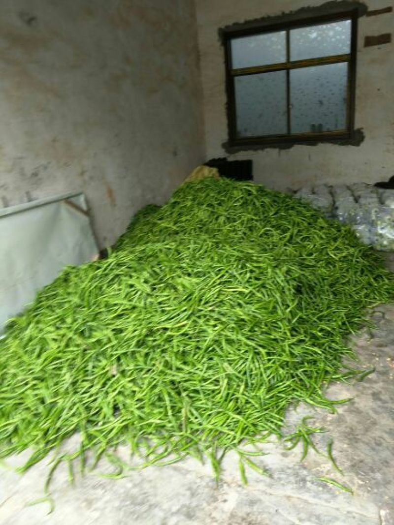 精品二荆条辣椒15~20厘米青中辣，保质保量