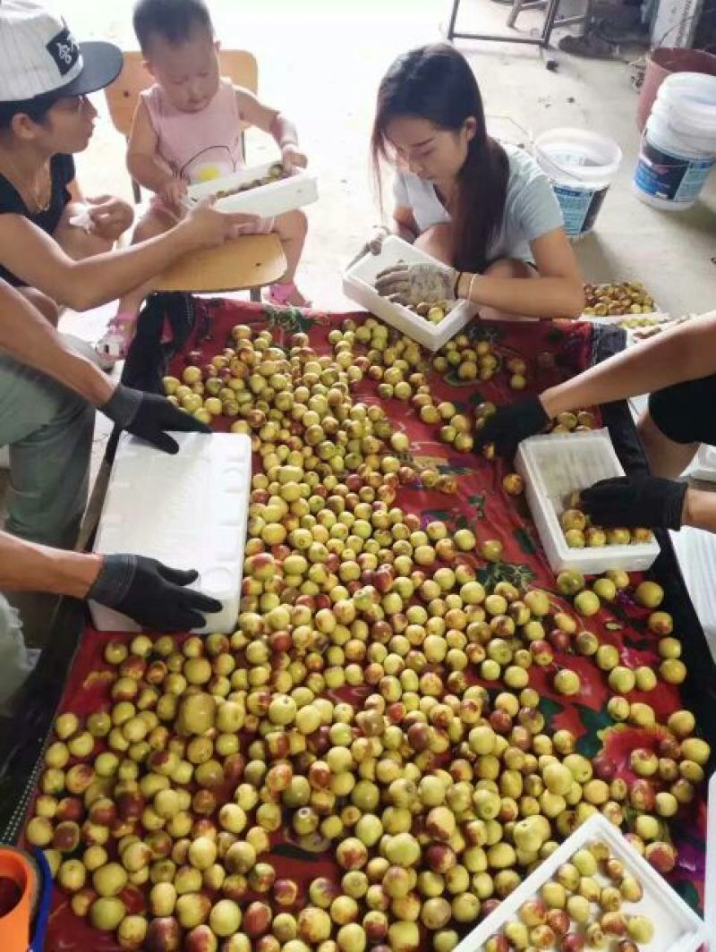 冬枣拐一正宗枣子新鲜现摘直发山西庙上冬枣应季水果脆甜