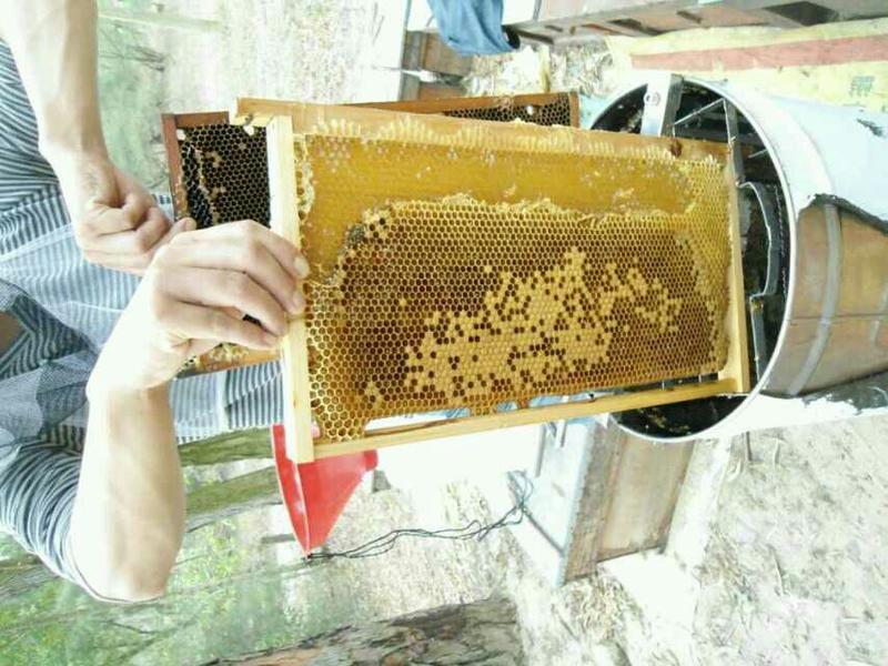 野菊花蜂蜜:500斤起大优惠