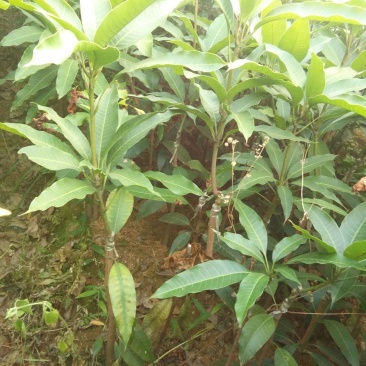 芒果苗四季芒果苗