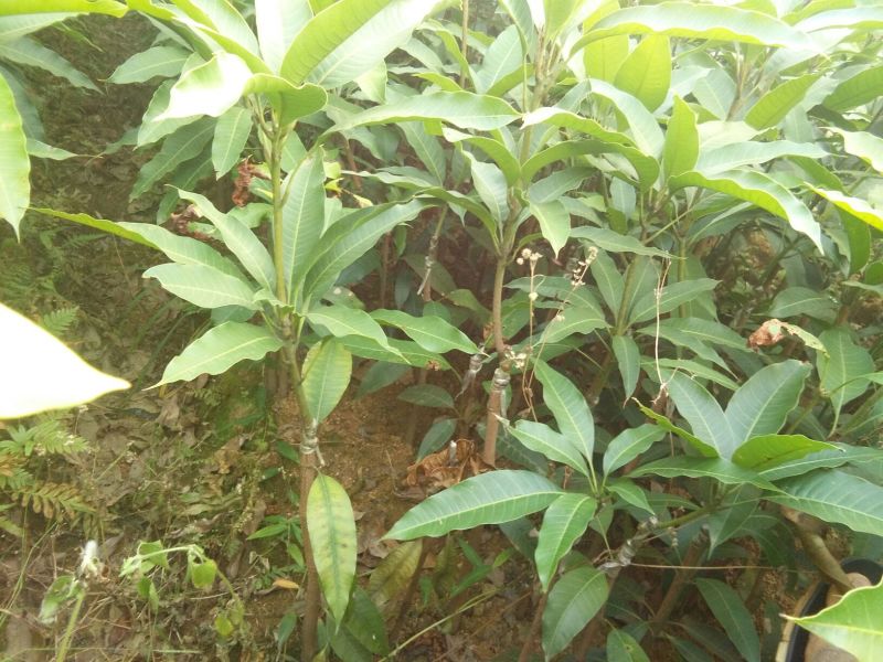 芒果苗四季芒果苗