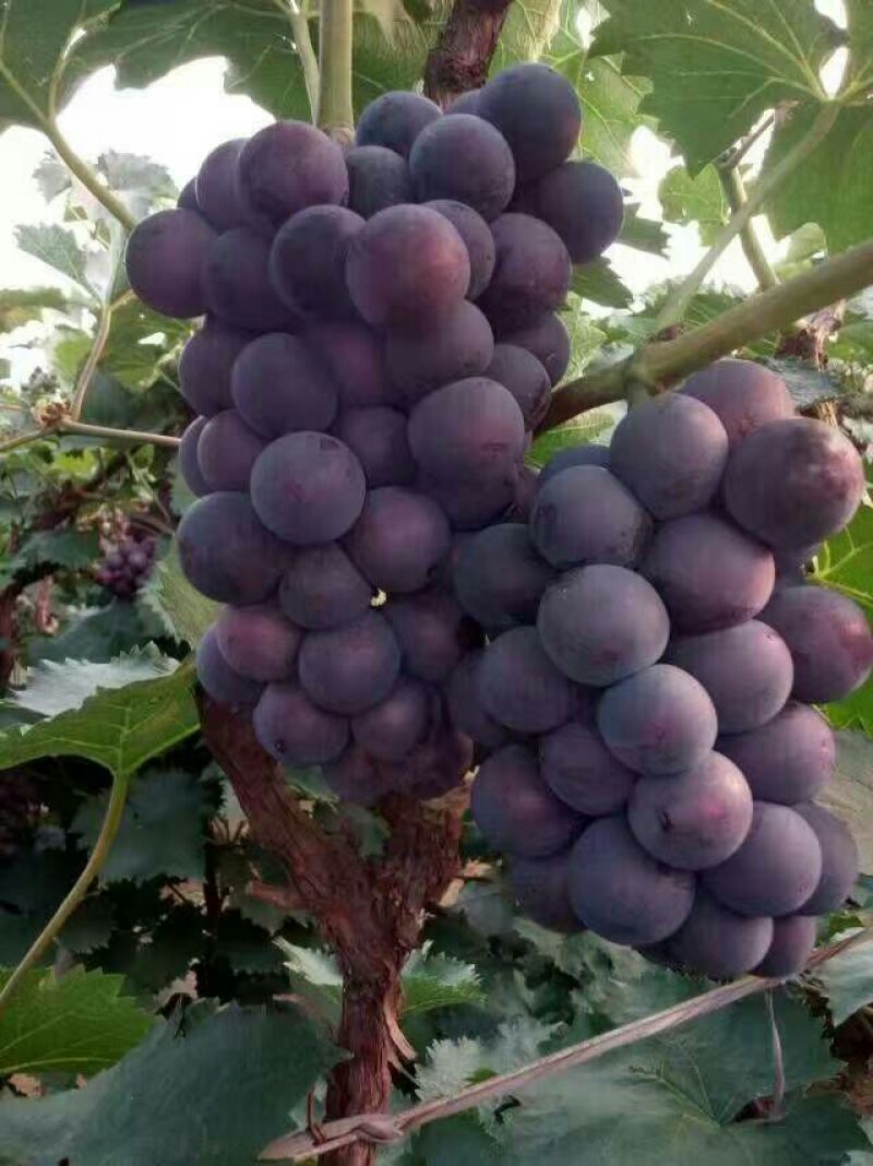 夏黑葡萄苗80~110cm2年