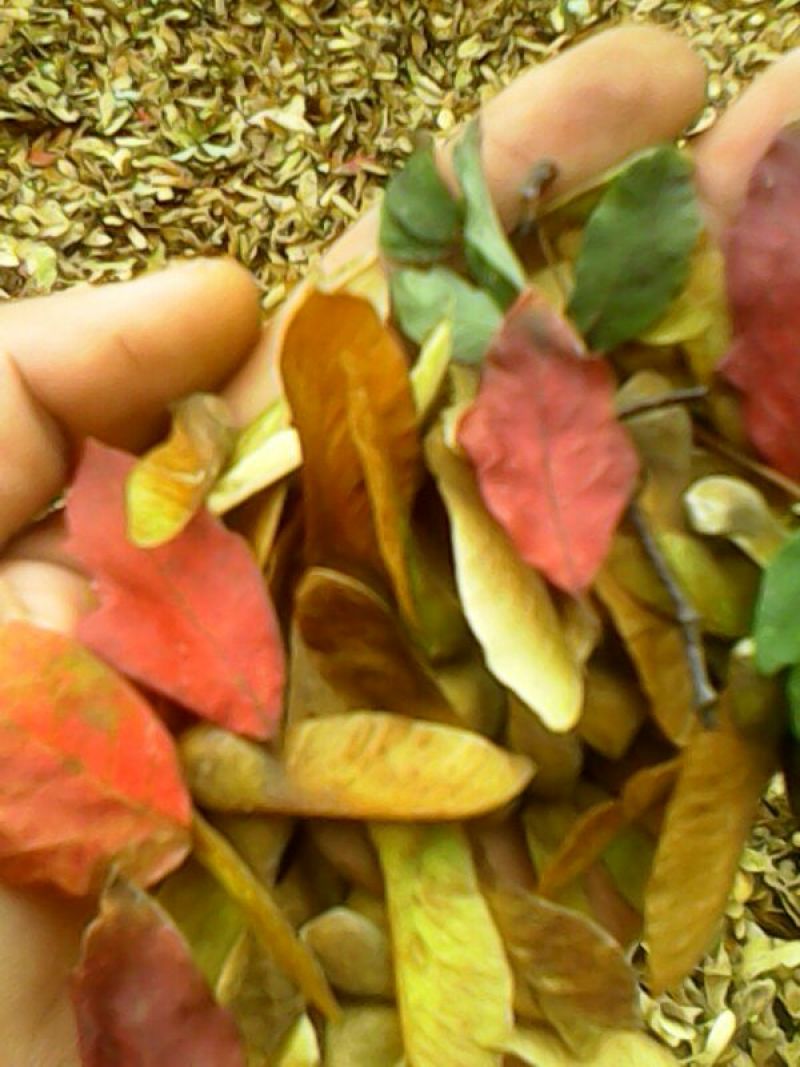 血皮槭/中华血皮槭树苗/嵩县彩叶花木专业供应