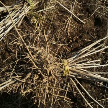 刺嫩芽树苗刺老芽苗乌龙头苗基地自产自销价格实惠
