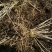 刺嫩芽树苗刺老芽苗乌龙头苗基地自产自销价格实惠