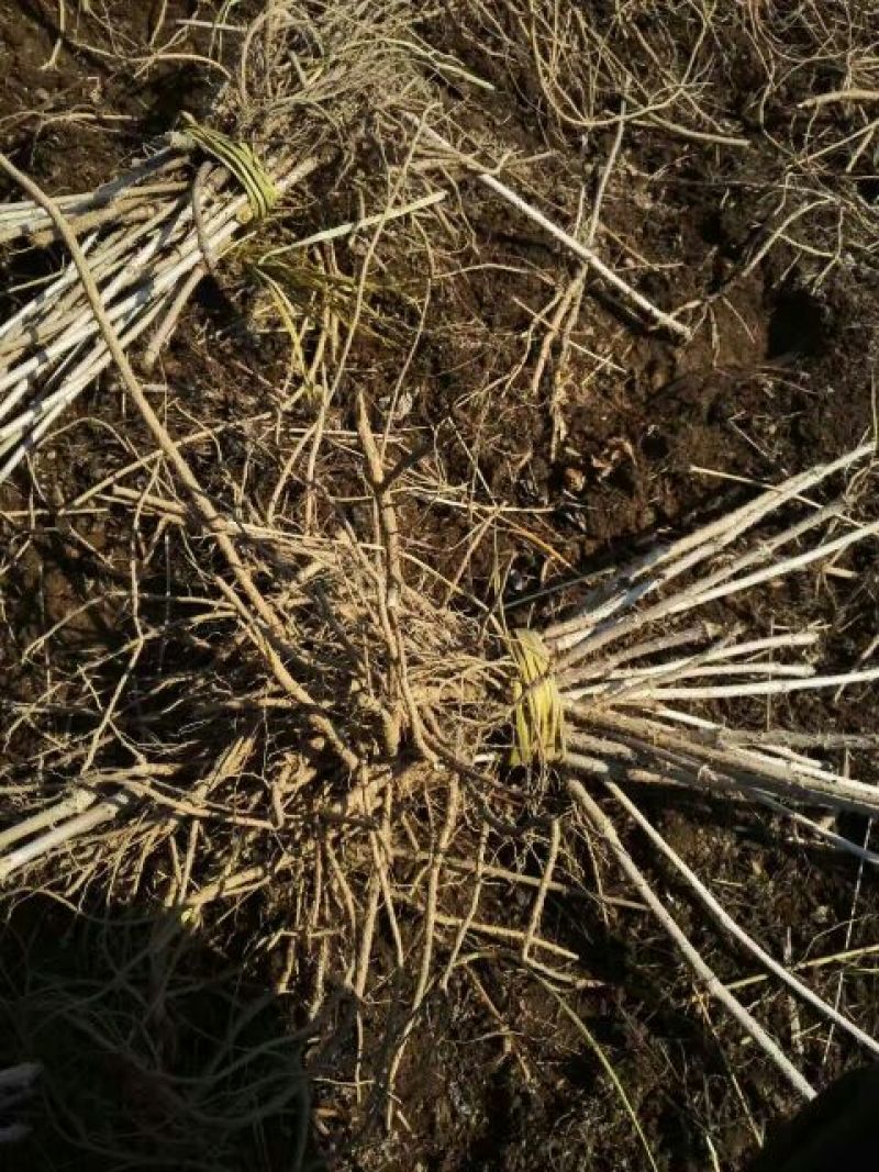 刺嫩芽树苗刺老芽苗乌龙头苗基地自产自销价格实惠
