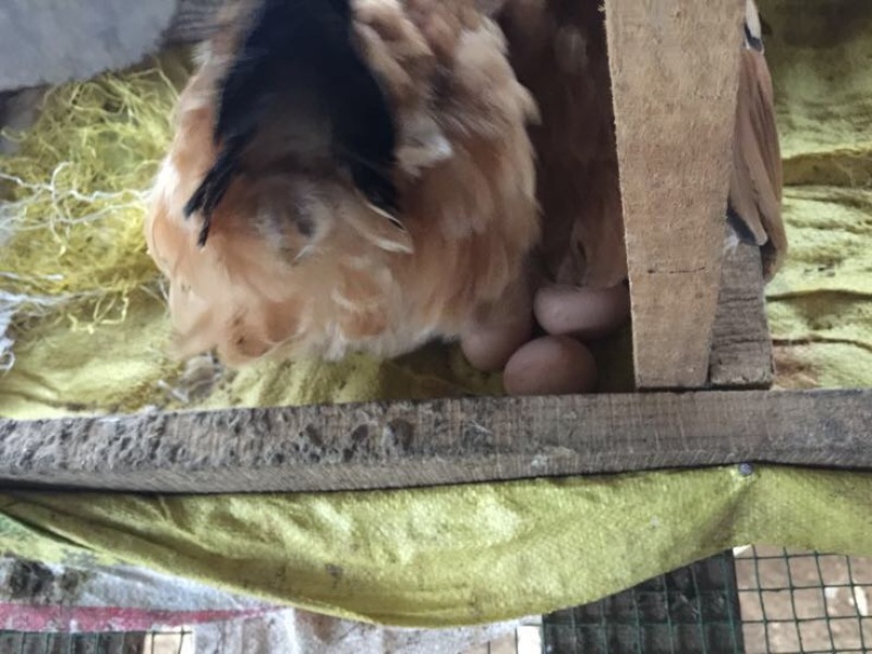 土鸡蛋