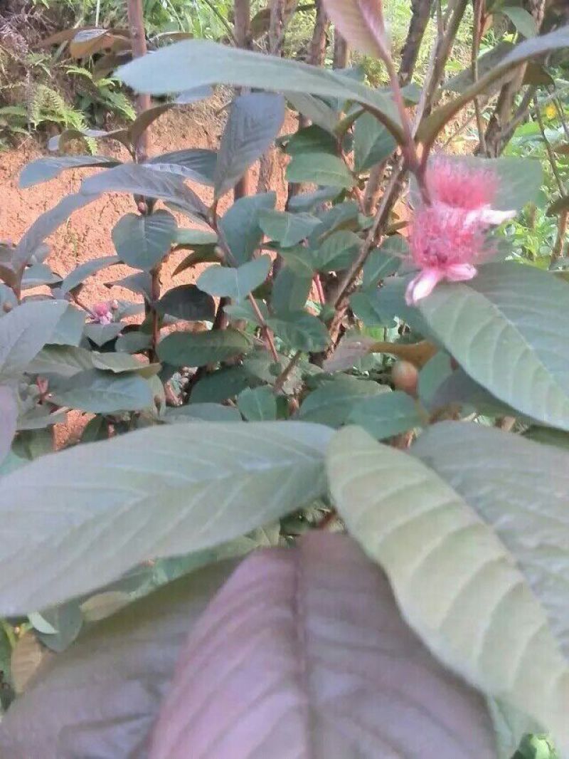 番石榴苗