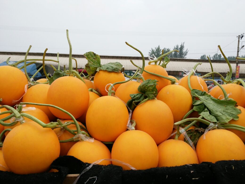 瑞红香瓜山东聊城市莘县_批发_供应-一亩田农