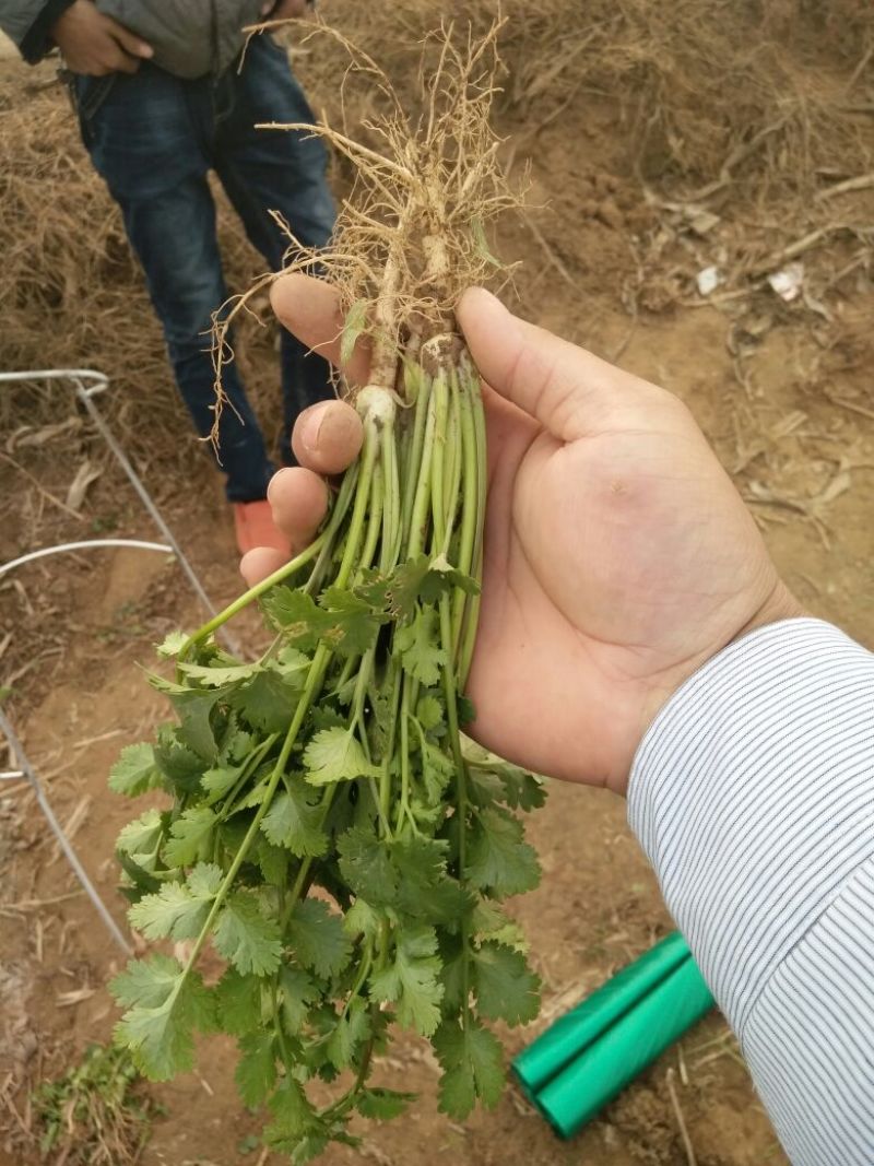 小叶香菜25~30厘米以上