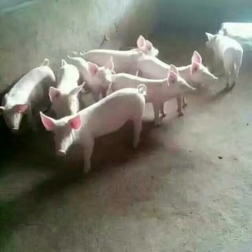 三元仔猪货源充足,防疫严格,抗病强,耐粗料涨势快