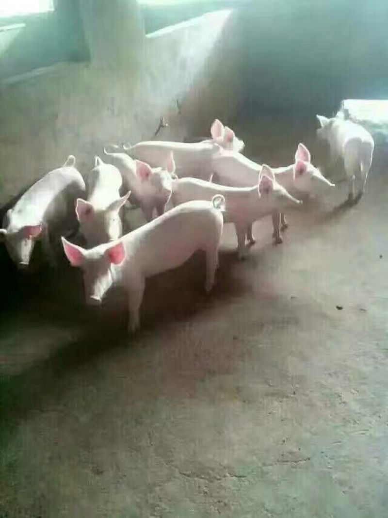 三元仔猪货源充足，防疫严格，抗病强，耐粗料涨势快