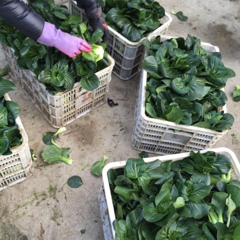 精品矮脚黑青菜，苏州青，太湖菜
