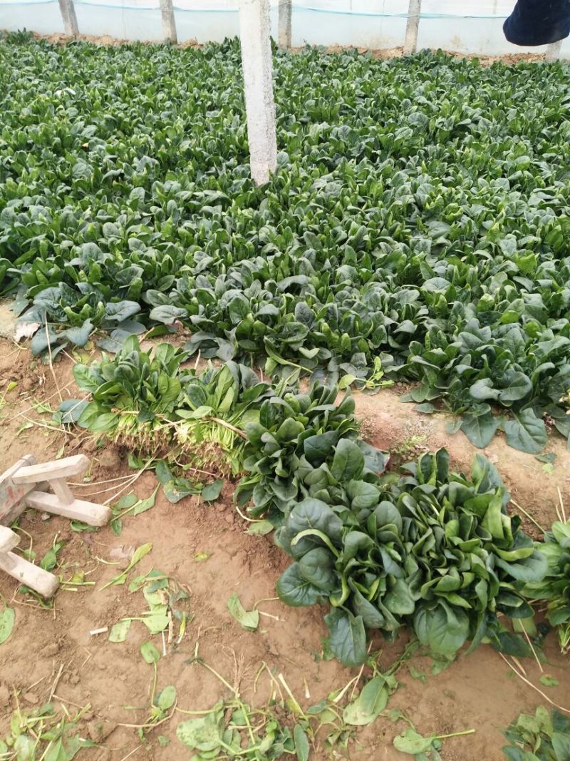 黑叶菠菜10~15厘米