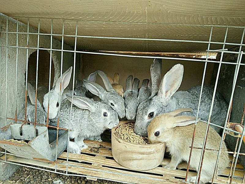 新西兰种兔4kg以上