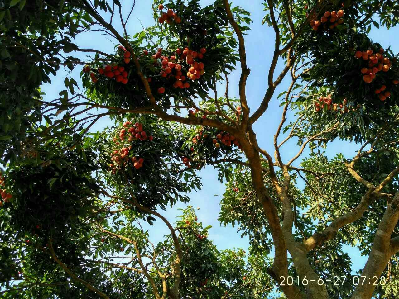 广东广州市从化区荔枝 1.5~2cm批发_冯子濠供