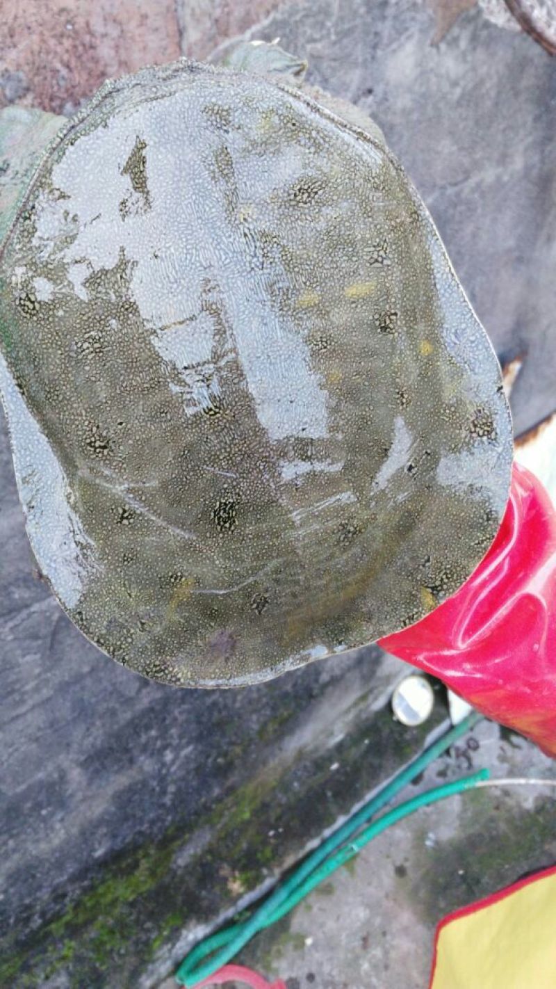 鳖