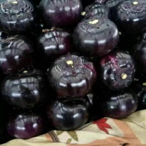 茄子5两以上大量上市