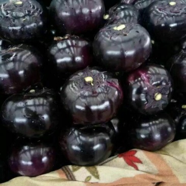 茄子5两以上大量上市