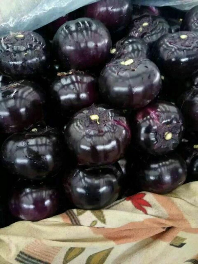 茄子5两以上大量上市