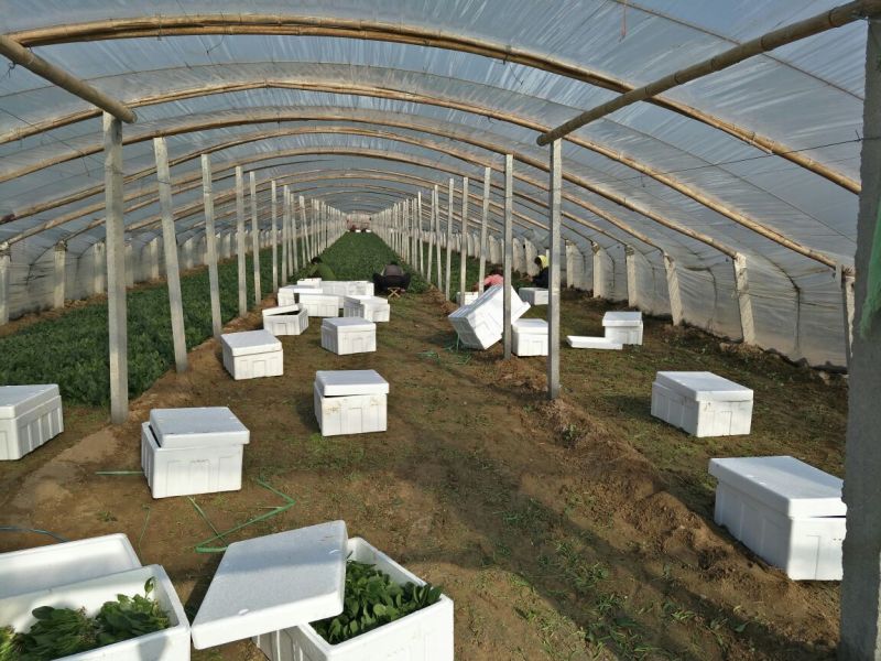 名门菠菜15~20厘米
