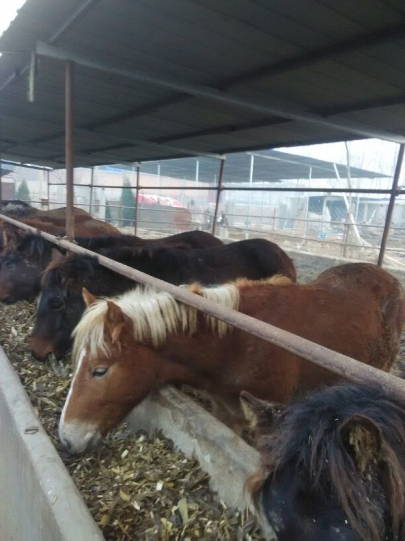 蒙古马200~300kg