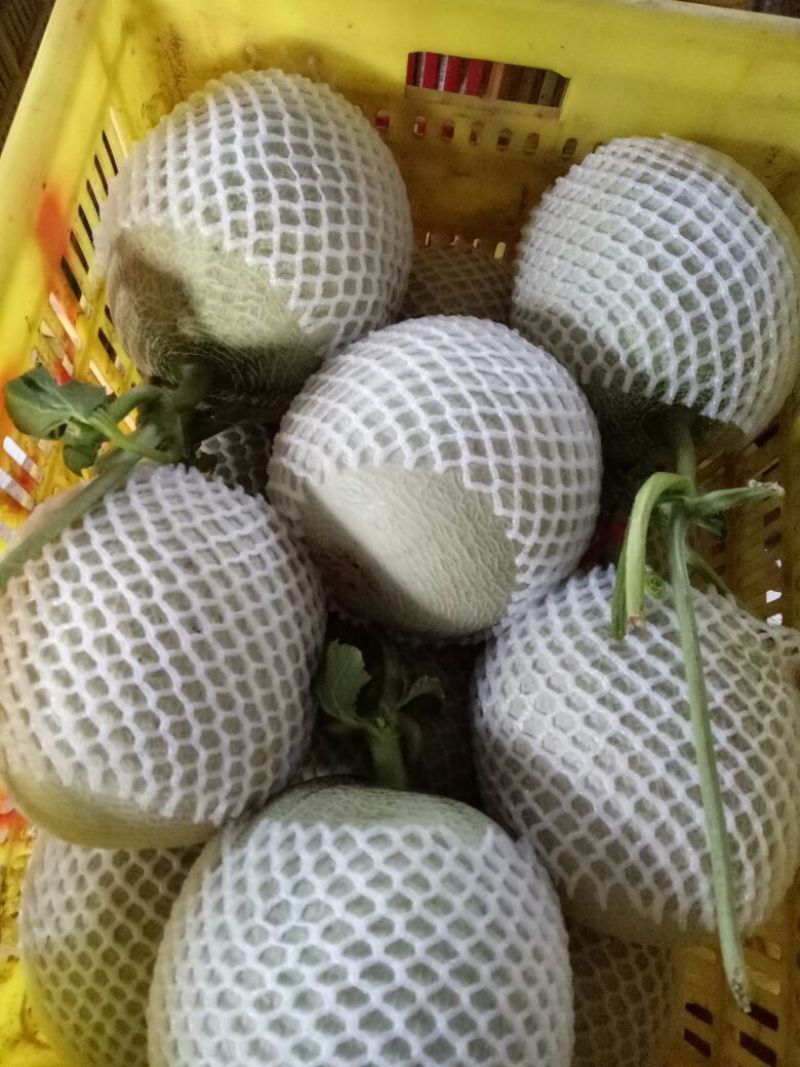 网纹瓜2斤以上长圆形