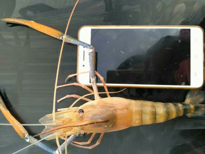 沼虾