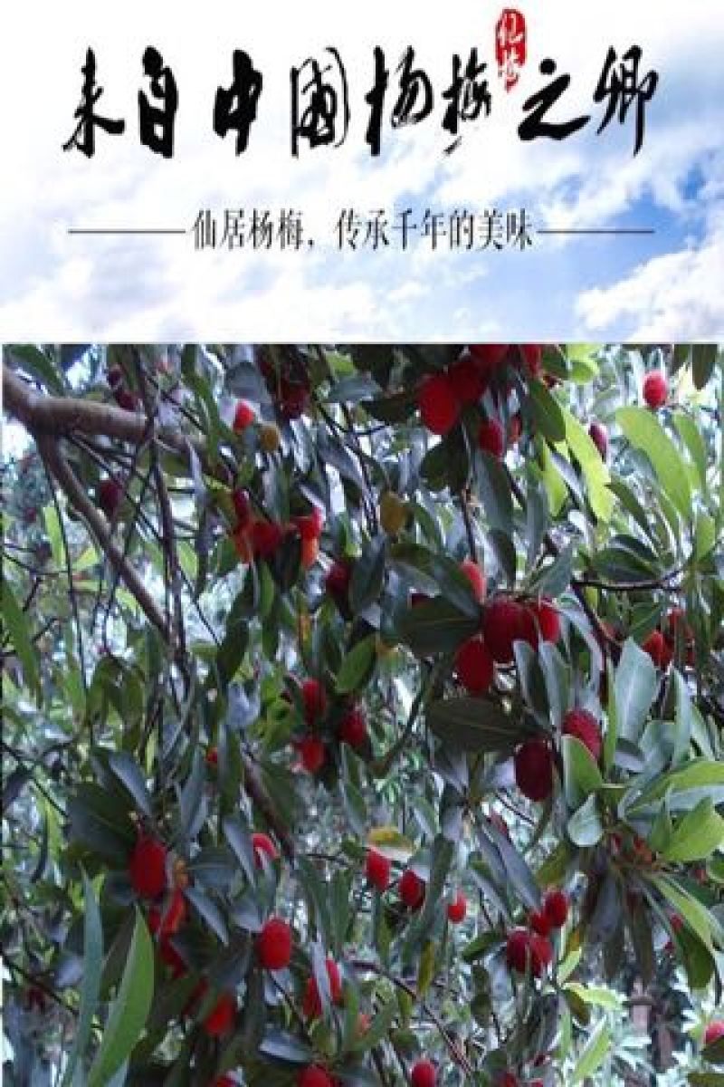 仙居杨梅2.5~3cm
