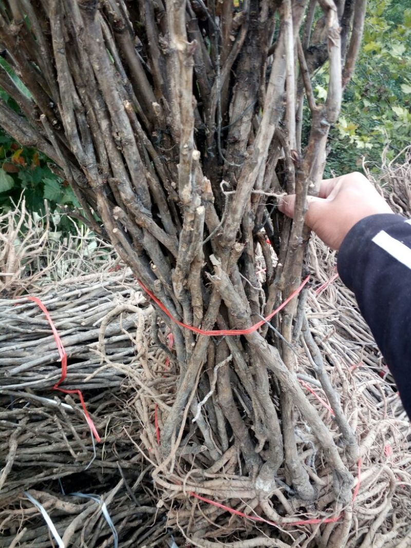 牡丹油用牡丹三年苗