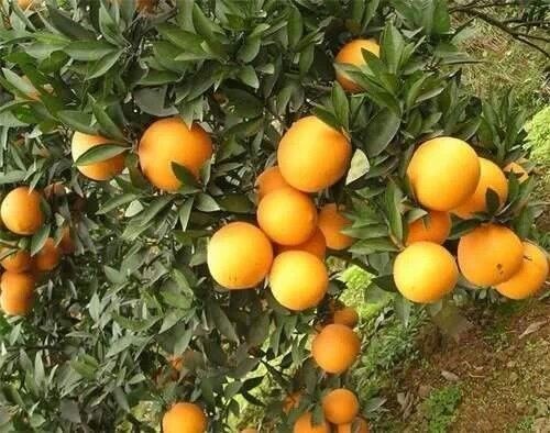 湖南怀化市芷江县柑桔 4~4.5cm批发_张品文供