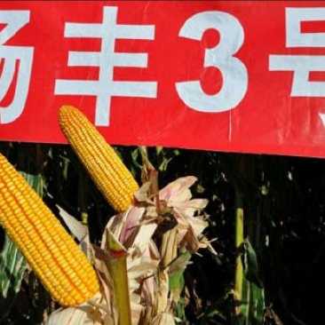 玉米种子