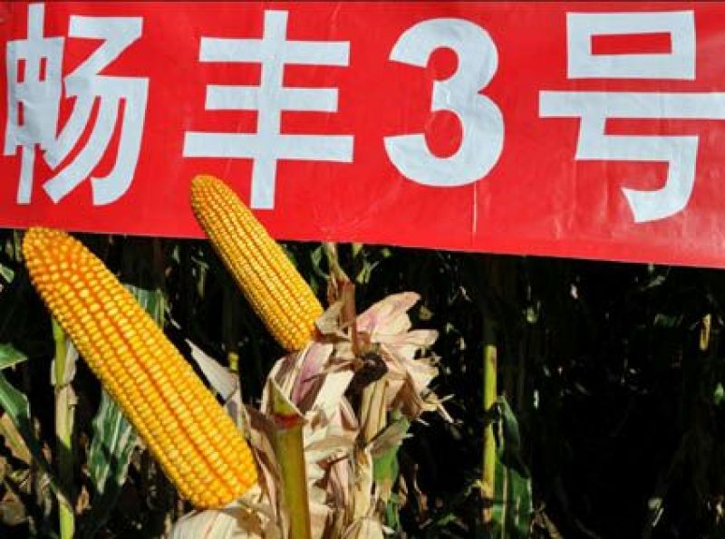 玉米种子