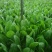 小叶菠菜20~25厘米