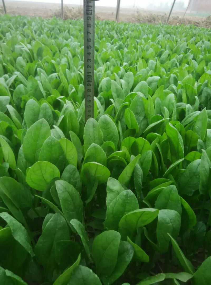 小叶菠菜20~25厘米