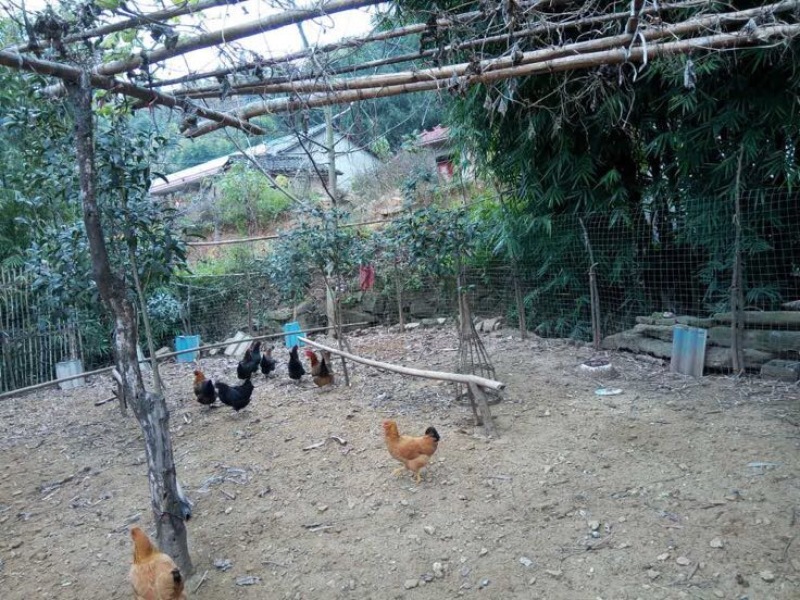 土鸡蛋