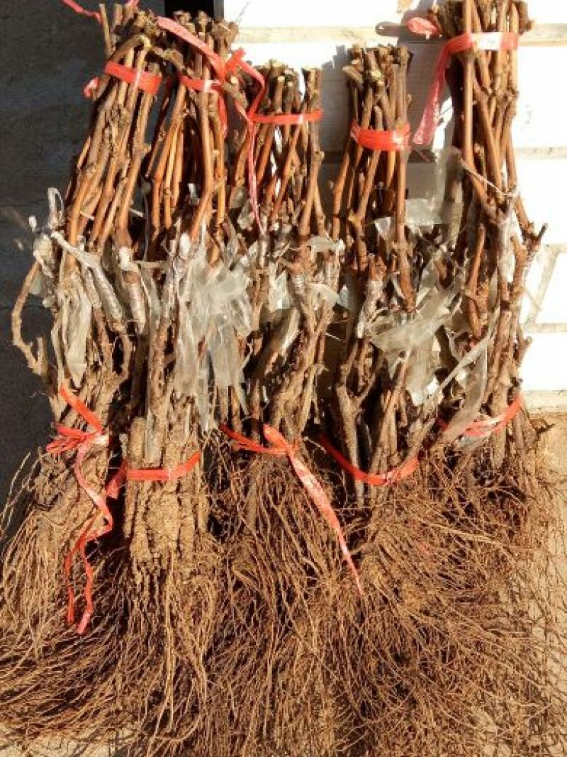 维多利亚葡萄苗50~80cm1年