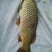 河鲤鱼食用2~3公斤