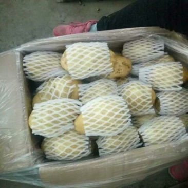 荷兰十五土豆4两以上