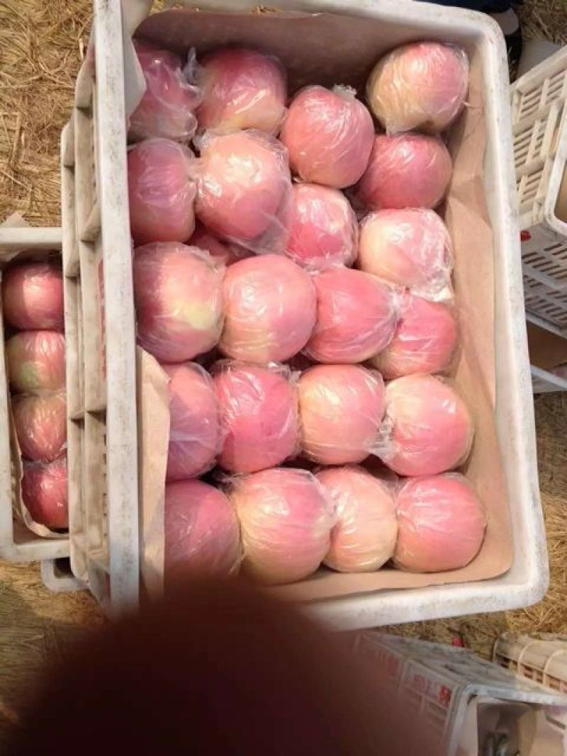 沂蒙山冰糖心红富士供应货源充足，质量保证看货定价