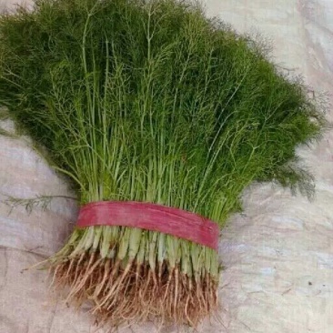 茴香苗