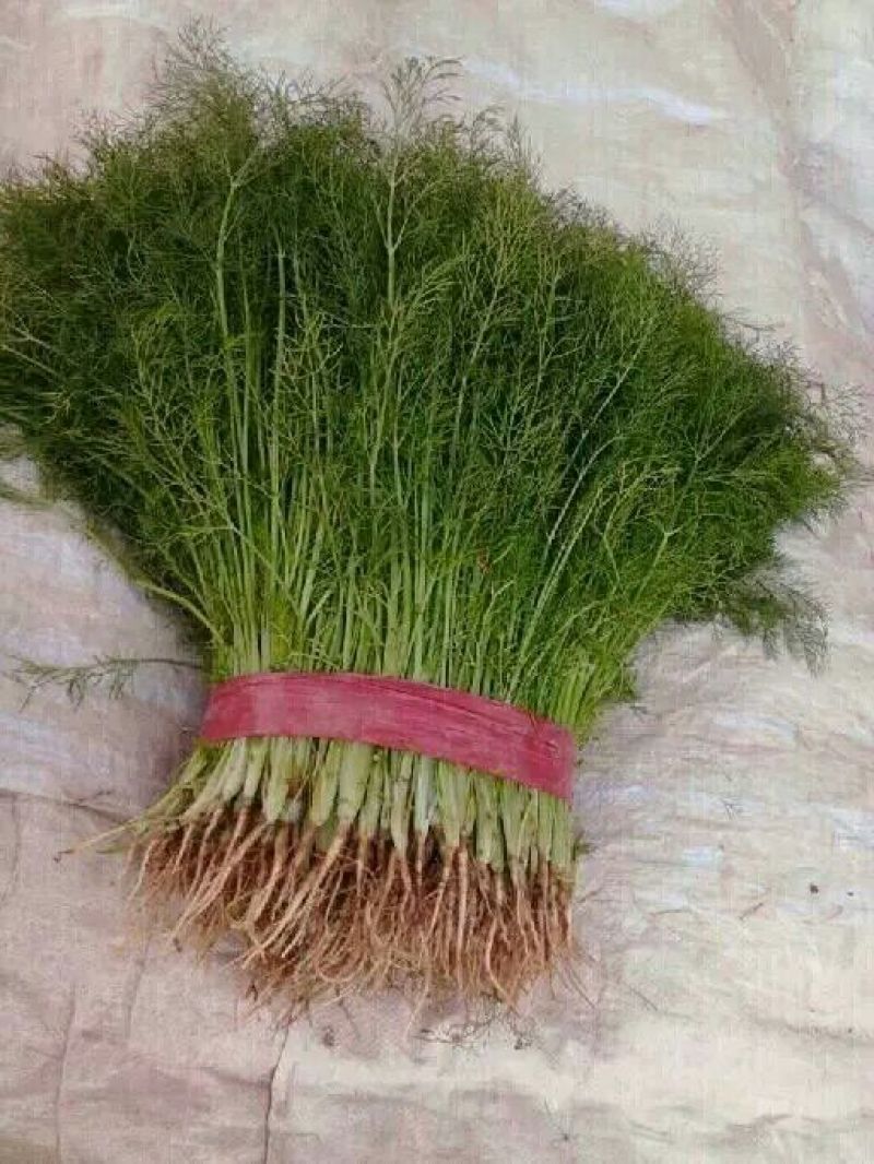 茴香苗