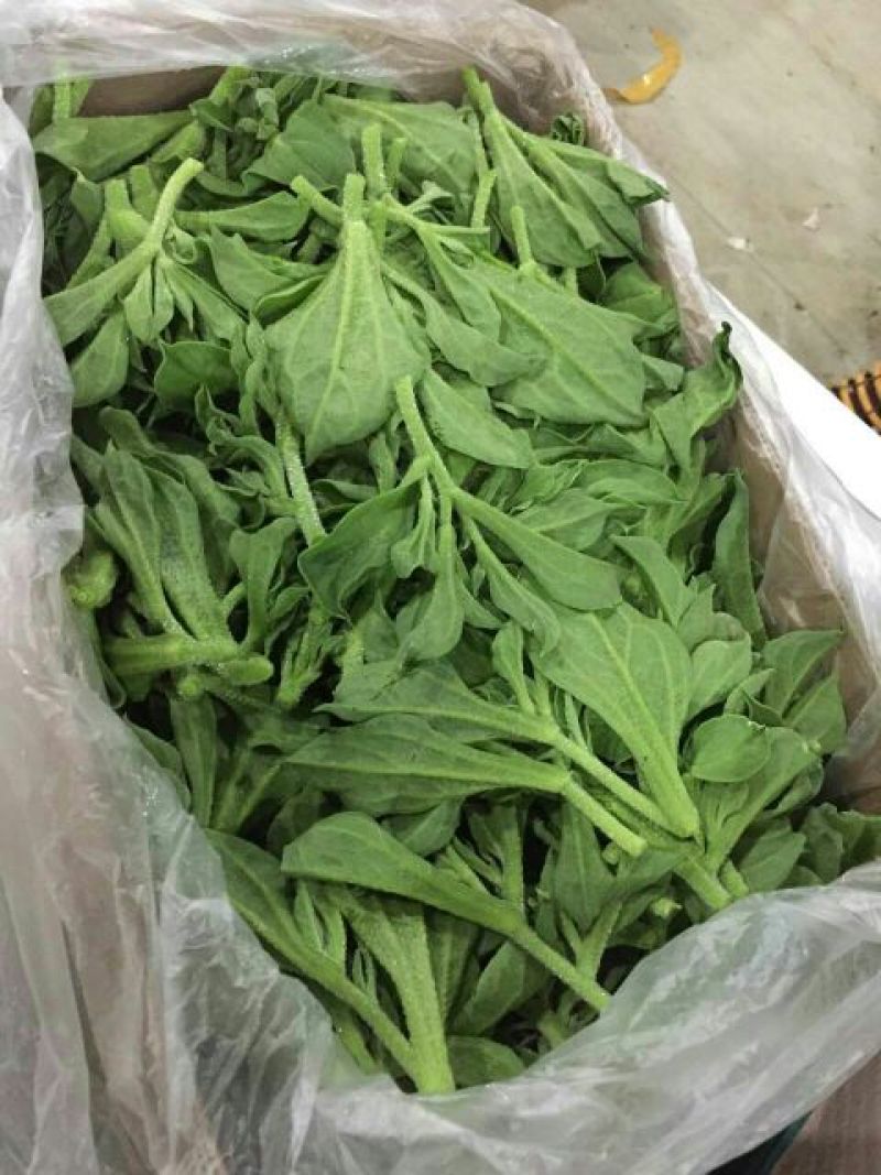 山东寿光蔬菜野菜冰草，货优量足支持一件代发，欢迎电话联系