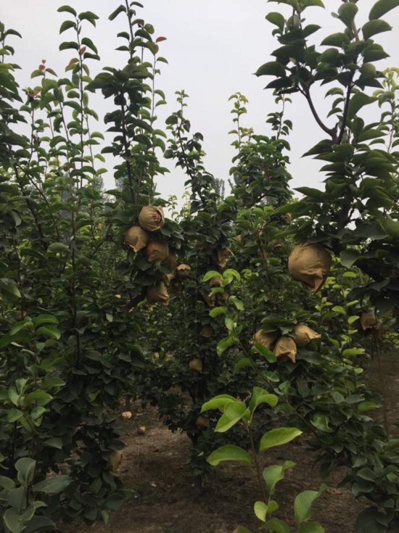晚秋黄梨，个大皮薄多汁，秋季佳品！耐储存，