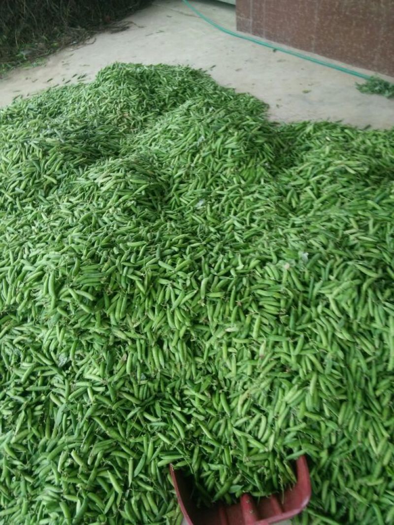 青豆中等