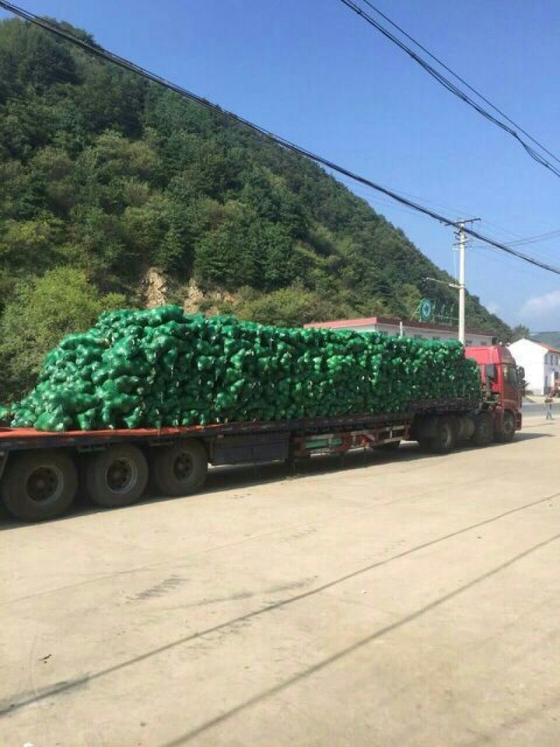 绿甘蓝高山绿色太白甘蓝