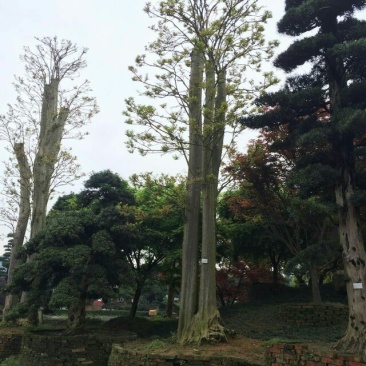 紫薇20cm以上，大叶紫薇，小叶紫薇，红火箭紫薇价格