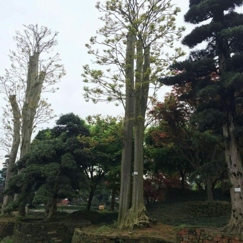 紫薇20cm以上，大叶紫薇，小叶紫薇，红火箭紫薇价格