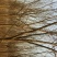 国槐8~10cm6~8cm1~2米